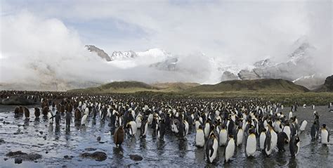 Gold Harbour. | Macquarie island, South georgia, Natural landmarks