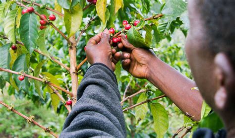 Future of coffee depends on adequate income for farmers, study shows