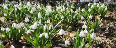 Snowdrops Varieties: What Sets Different Types Of Snowdrops Apart ...