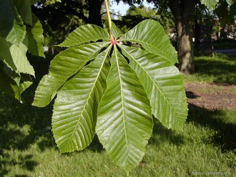 Photo red horse-chestnut - leaves front face | About-garden.com