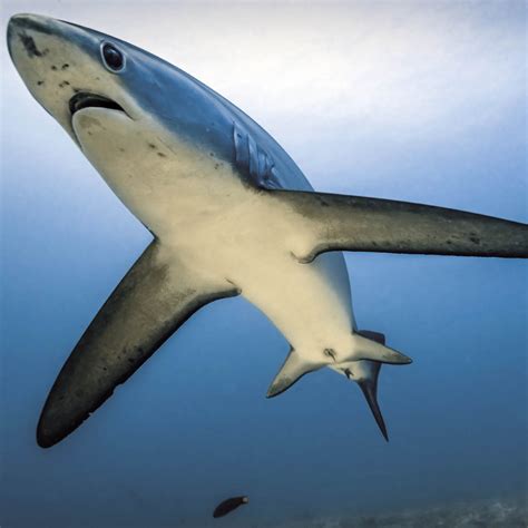 Thresher Shark Wallpapers - Wallpaper Cave