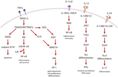 Cytokine signaling pathways important in tumor promotion. | Download ...