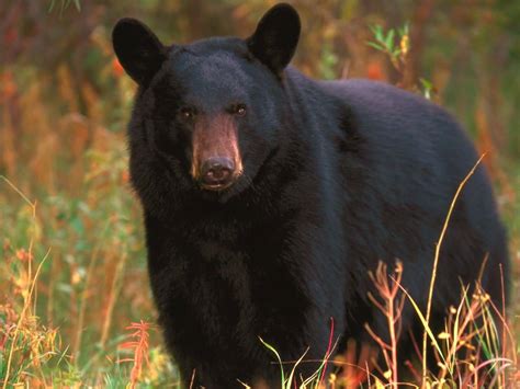 Black Bear | Some Facts With New Photographs | The Wildlife