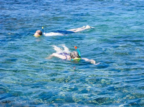 Kahaluu Beach Park Snorkeling Secrets! Guide to Big Island Snorkeling!