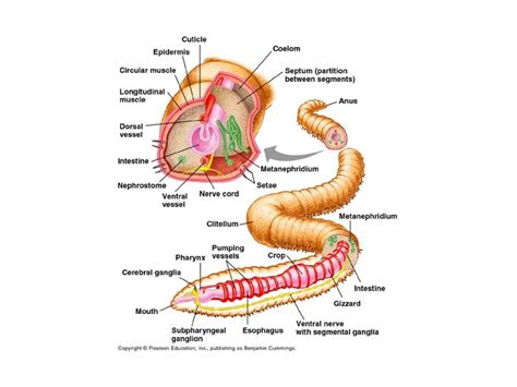 Earthworm dissection 001