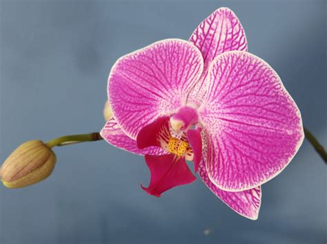 Best Flowering Indoor Plants - New England Today