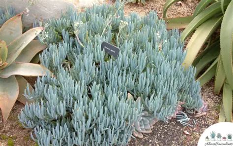 Senecio Serpens - Grow, Care and Propagate - About Succulents