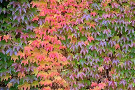 Boston ivy - Invasive Species Council of British Columbia