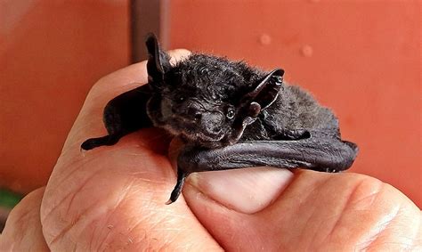 NSW's first ever rehabilitation centre for microbats opens - Australian ...