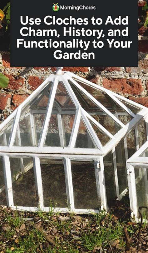 Use Cloches to Add Charm, History, and Functionality to Your Garden | Garden cloche, Potager ...