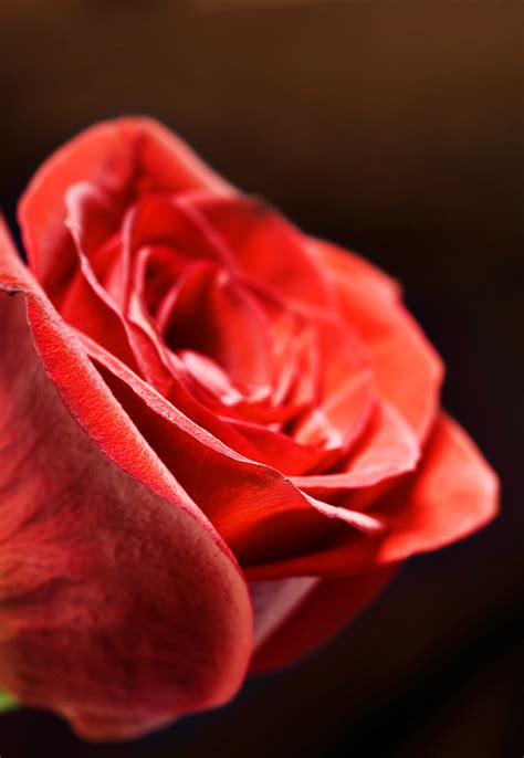 Free photo: Red Rose - Bloom, Blossom, Dew - Free Download - Jooinn