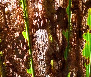 palm-tree-insects-and-diseases-featured1 | Florida Palm Trees