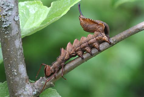 Lobster Moth: Identification, Life Cycle, Facts & Pictures