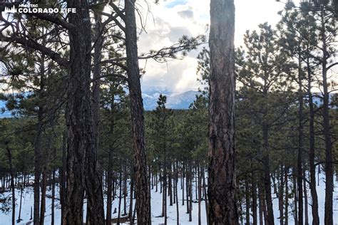 Black Forest, Colorado: Things to Do and Where to Live