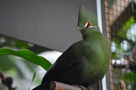 Turaco Bird (Zoo Animals) by Magicgirll91 on DeviantArt