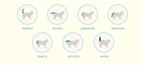 Types of cat tail movement | ///Wondering Cat///