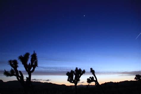 Dawn of Joshua Tree | @ Joshua Tree National Park, Californi… | daveynin | Flickr
