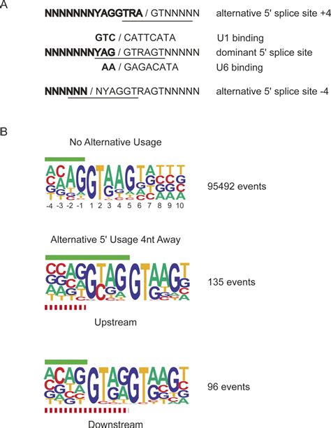 Genomic splice-site analysis reveals frequent alternative splicing close to the dominant splice site