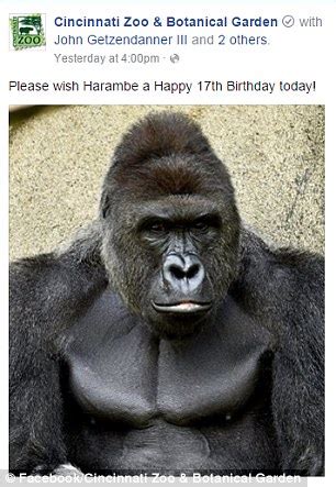 Cincinnati Zoo video shows Harambe the gorilla HOLDING HANDS with the ...