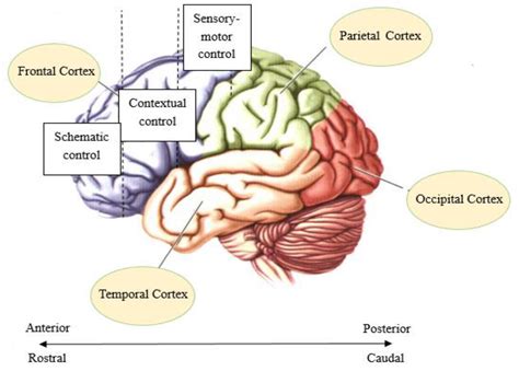 Brain Sciences | Free Full-Text | The Higher, More Complicated: The ...