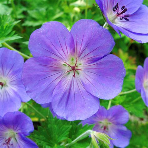 Geranium Rozanne (ooievaarsbek) (per stuk)