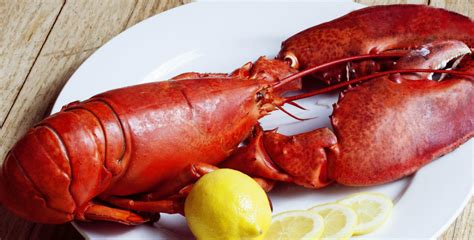 Top Tips for Maine Lobster Season | Waldo Emerson Inn