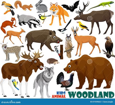 Set Of Cute Woodlands Animals Vector Illustration | CartoonDealer.com #81939662