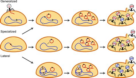 Transduction in Bacteria - Javatpoint