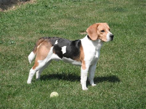 Beagle Dog Breed Facts & Information | The Dog People by Rover.com