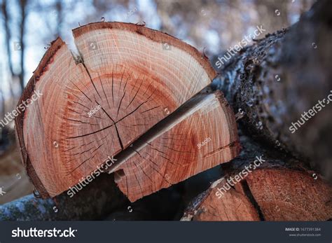 74,383 Cherry Tree Wood Images, Stock Photos & Vectors | Shutterstock