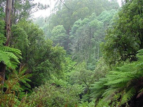 Kembalikan Keperawanan Hutan Kalimantan !!! - PARIWISATA INDONESIA