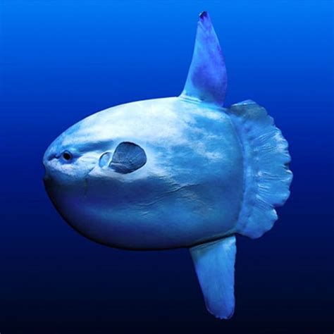 Ocean sunfish spotted in B.C. waters as tropical fish move north - Outdoors Sports – Ocean ...