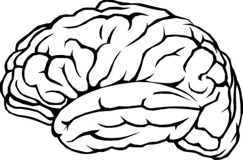 Brain Mind Thinking · Free vector graphic on Pixabay