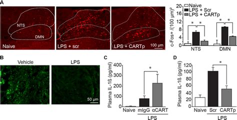 CARTp dampens LPS-triggered inflammation. A Representative... | Download Scientific Diagram