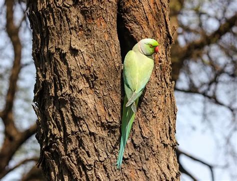 Where Do Parakeet Live? Amazing Parakeet Natural Habitats - Raising My Pets