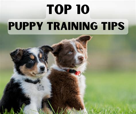 Top 10 Puppy Training Tips