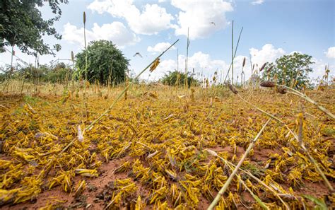 Second African locust swarm of the year 20 times bigger than the first | Ars Technica