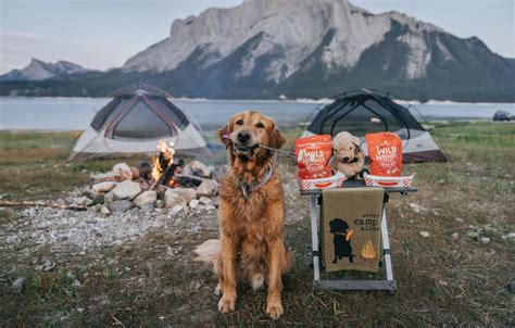 Family Camping with a Dog: Ultimate Guide, Tips and Essentials