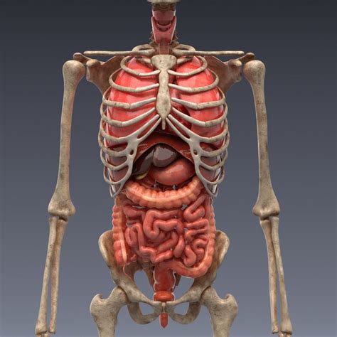 realistic human internal organs 3d model | Lichaam, Lichaamsbeweging ...