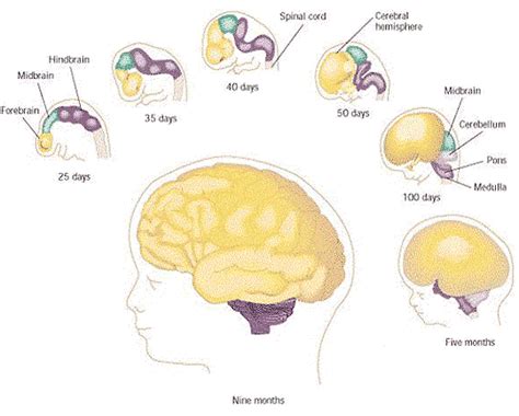 Development of brain from infant to adult.