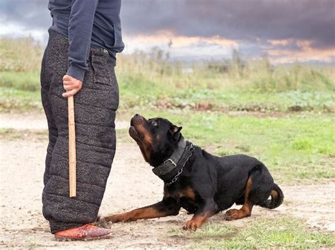 Premium Photo | Training of rottweiler