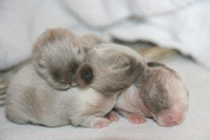 How to Bottle Feed Orphaned Baby Rabbits