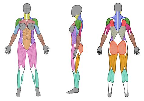 Female Human Body Anatomy Diagram Of Muscles