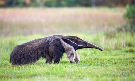 Aardvark Eating Ants