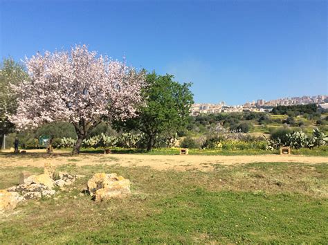 Valley of the Temples, Agrigento, Sicily - The Museum Times