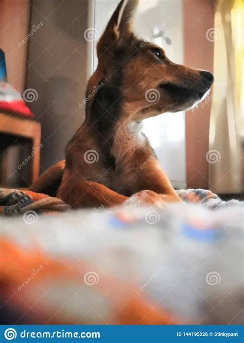 Bossy Dog stock photo. Image of puppy, bossy - 144195226