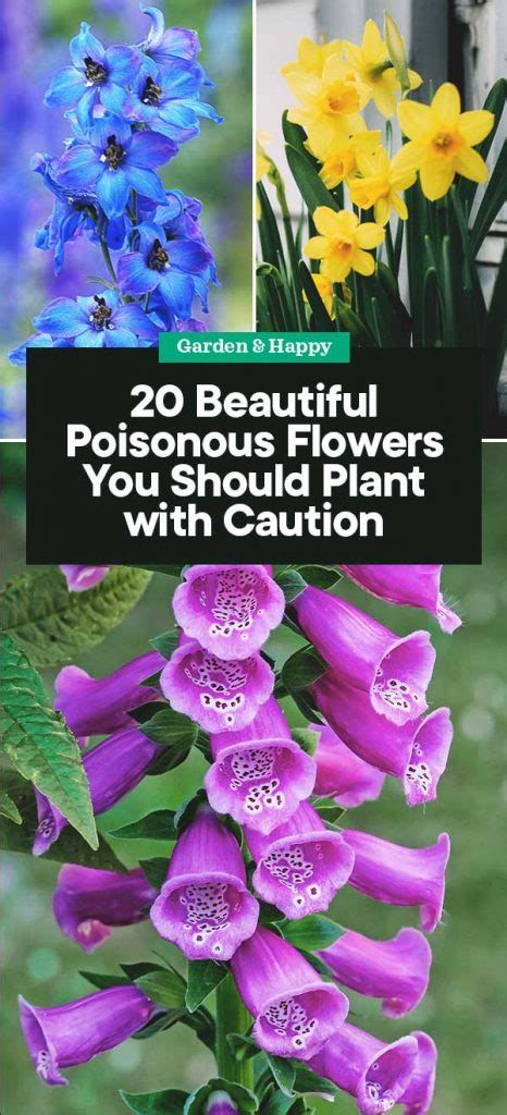 20 Beautiful Yet Poisonous Flowers You Should Only Plant with Caution - Garden and Happy