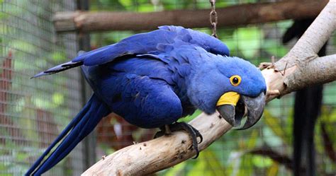 All about Hyacinth Macaw keeping and breeding. PART II Parrots Daily News