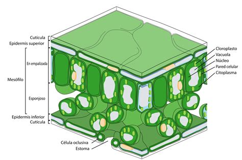 botanica morfologia de la hoja - Buscar con Google | Partes de la planta, Fotosintesis, Partes ...