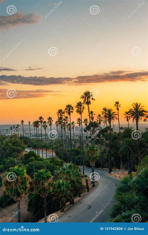 Palm Trees and Road at Sunset, in Elysian Park, Los Angeles, California Stock Photo - Image of ...